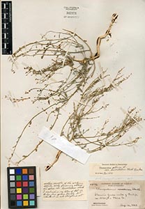 Herbarium Sheet of 